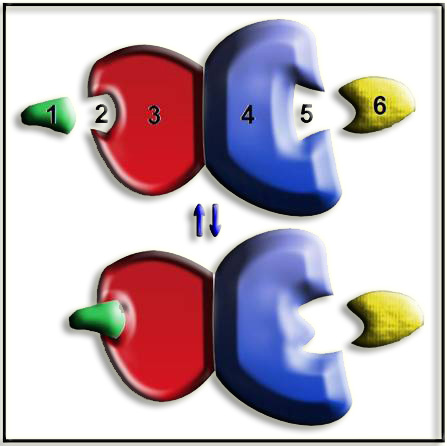 36