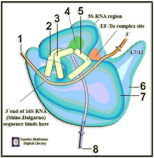 clip_image028
