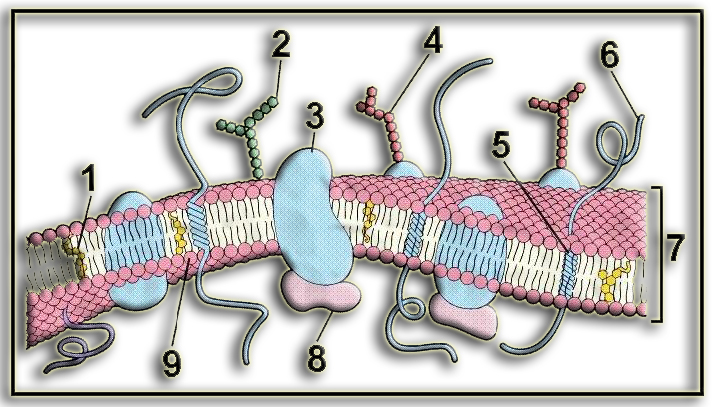 Membrana3