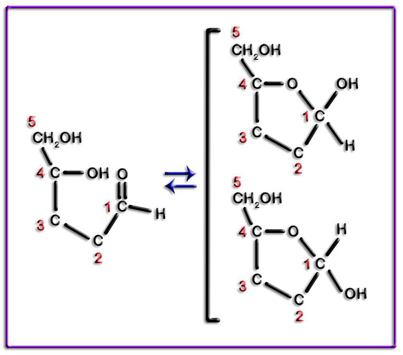 Anomer5Cb
