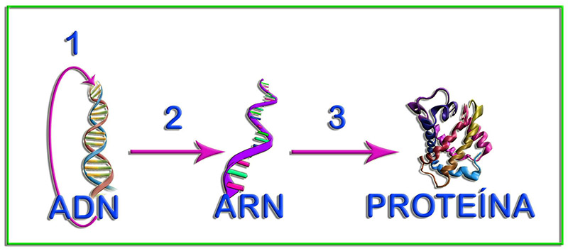 Crick1a
