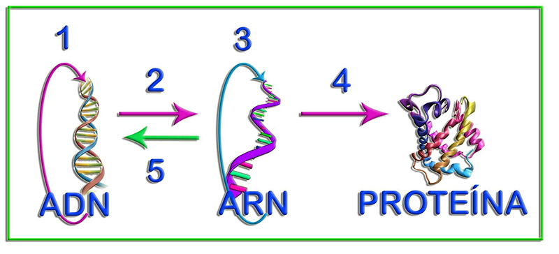 Crick3