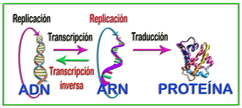 Crick4b