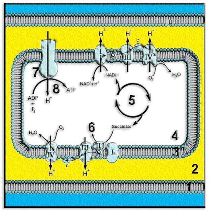 CadResp5