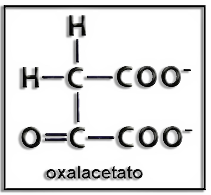 oxalacetato_1