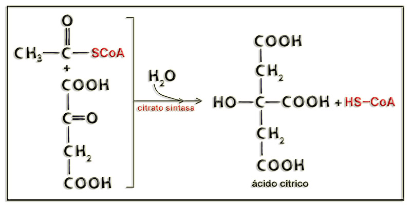 Citrato2