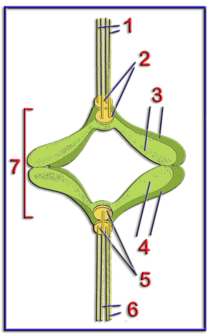 Tetrada1