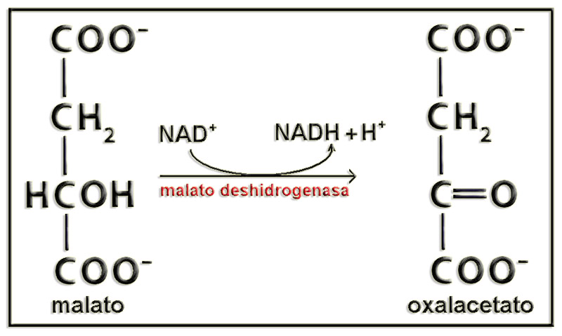 malatoOxal