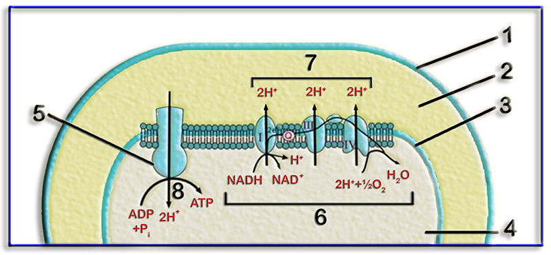 CadResp1
