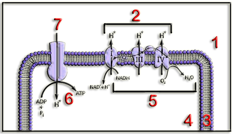 CadResp3