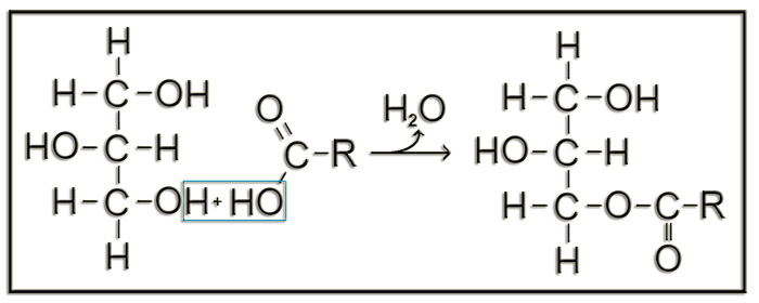Acilglic1