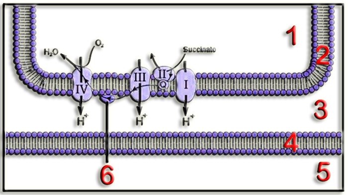 CadResp4