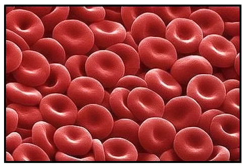 Globulos_rojos