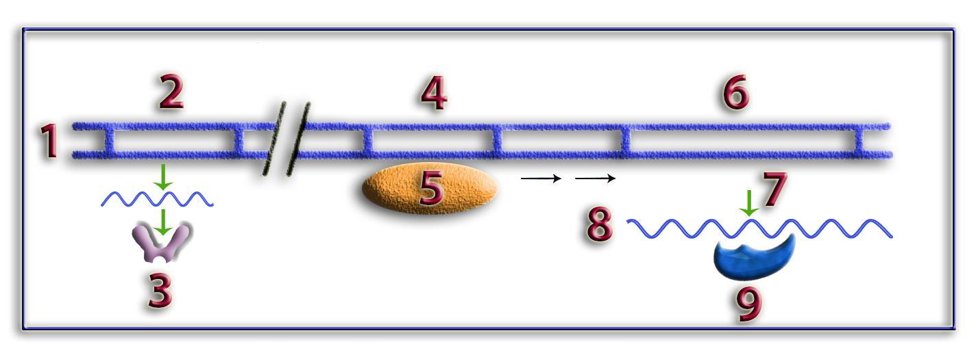 OperonC1