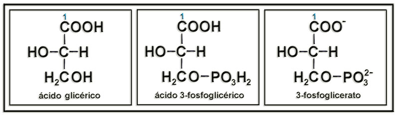 AcGlicericoF1