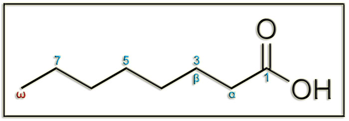 AcOctanoico2