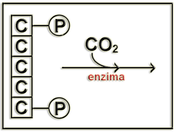 Rubisco1a