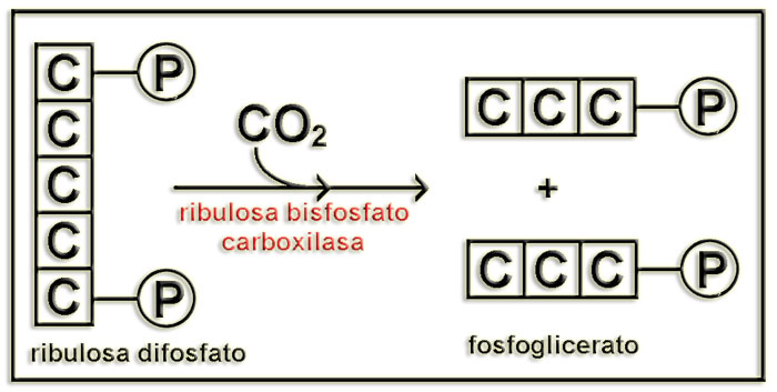 Rubisco1b