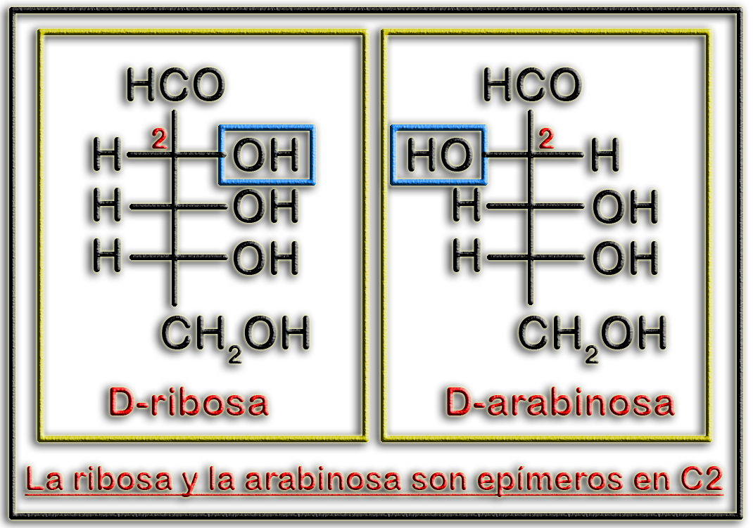 EpimerosC2