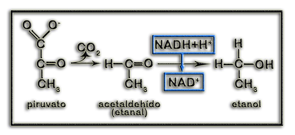 FermAlcoh