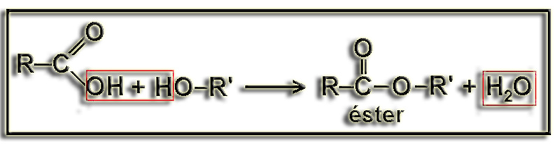 Esterif3