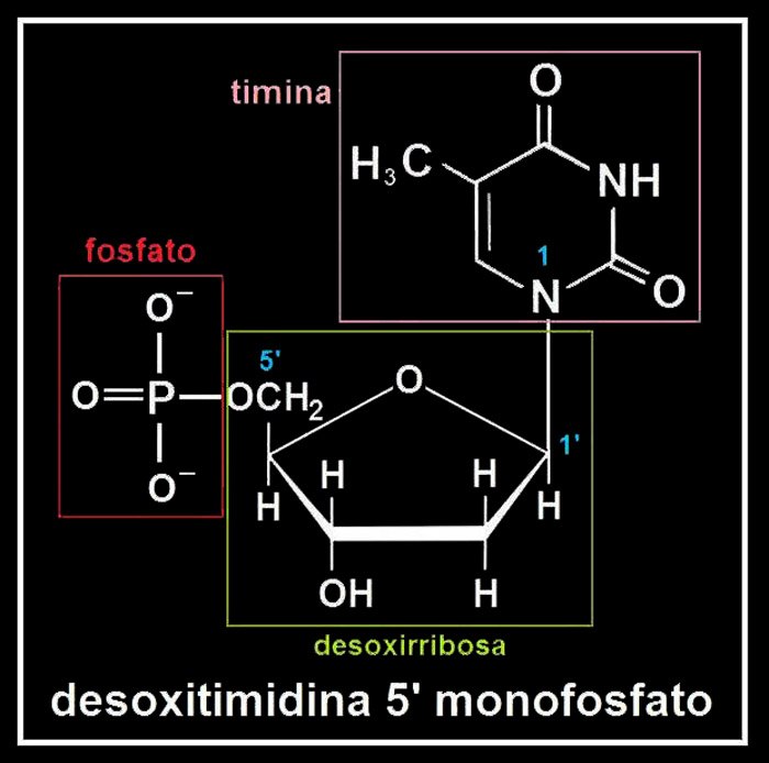 ADNsoluc1