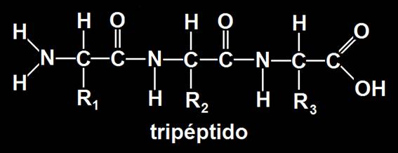 Tripéptido