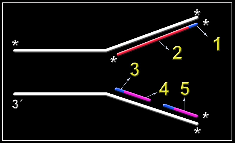 s-replicacion-21a