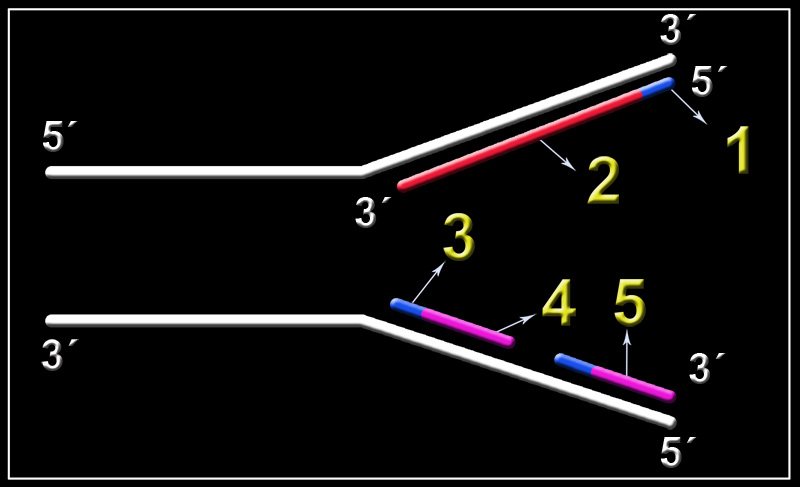 s-replicacion-21b
