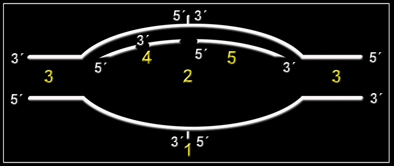 s-replicacion-22b