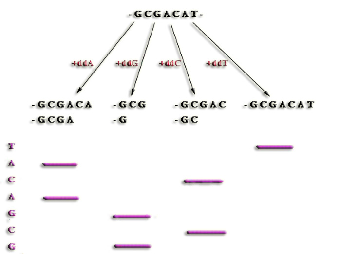 DibujoADN2