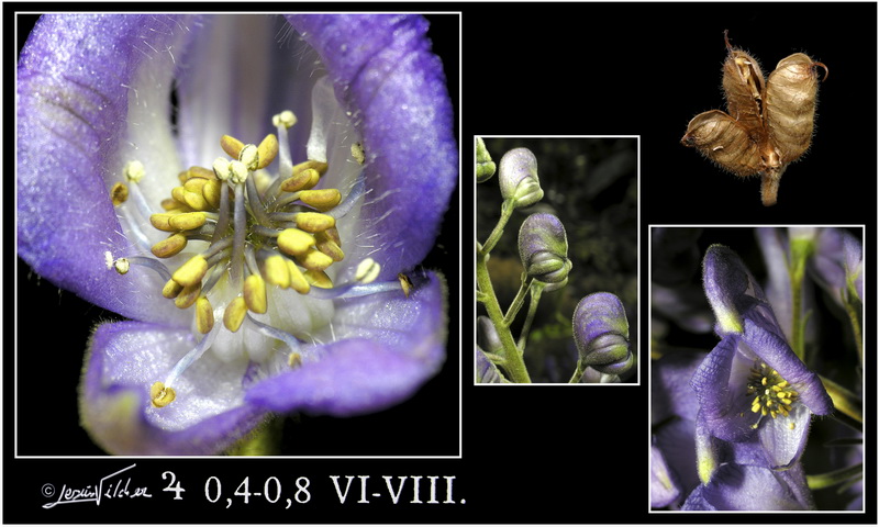 Aconitum burnatii