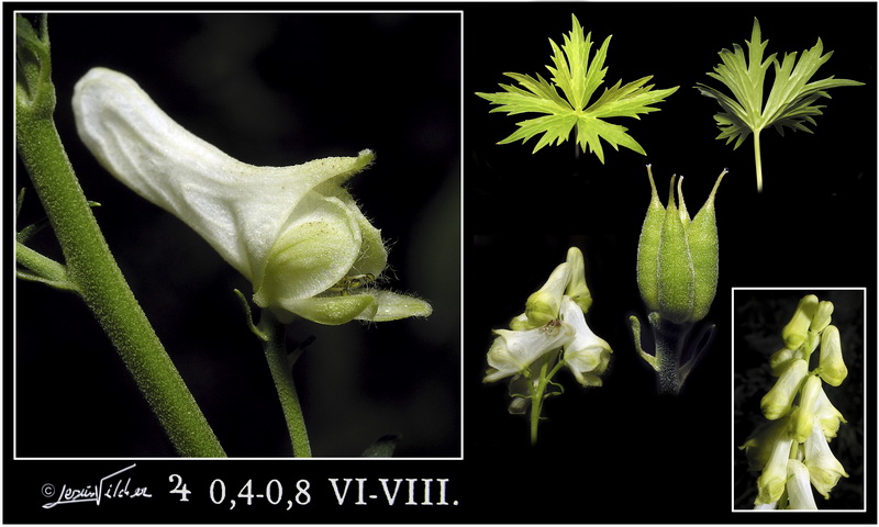 Aconitum lycoctonum lycoctonum