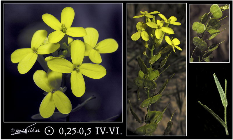 Biscutella auriculata