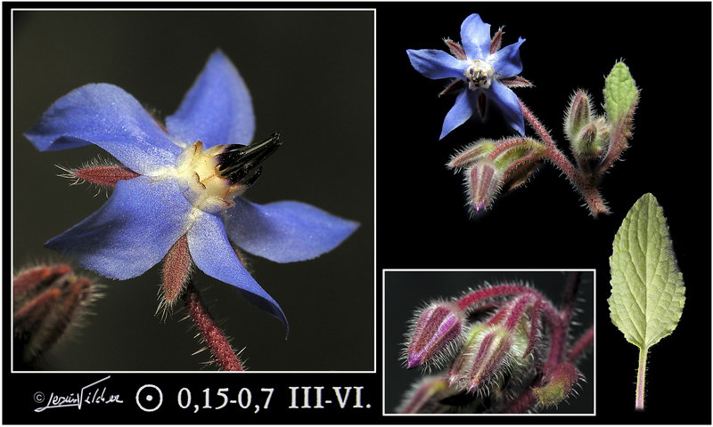 Borago officinalis