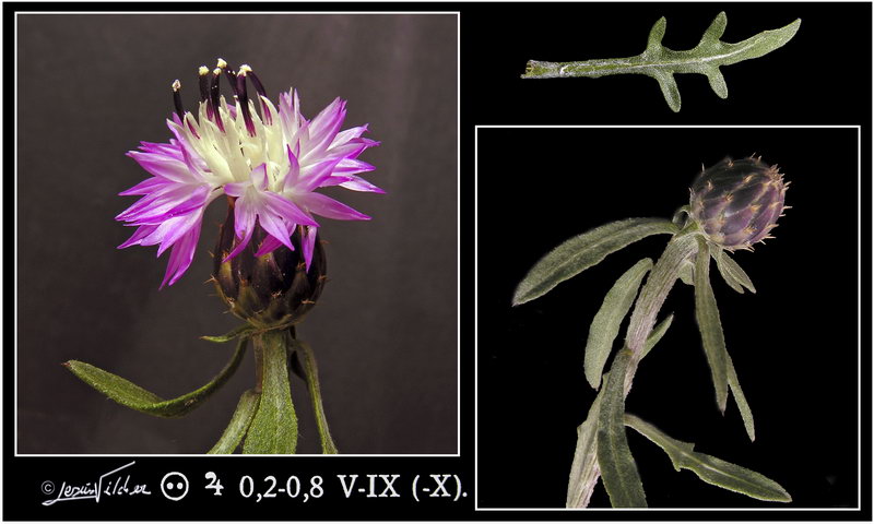 Centaurea aspera aspera