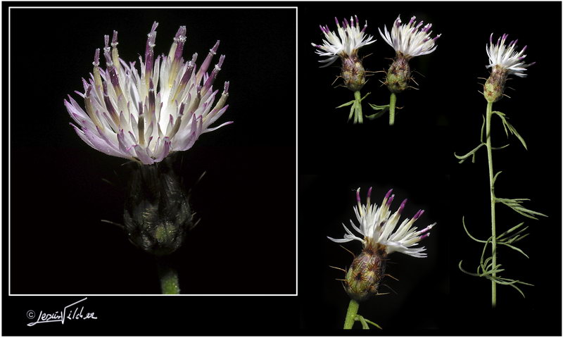 Centaurea gadorensis