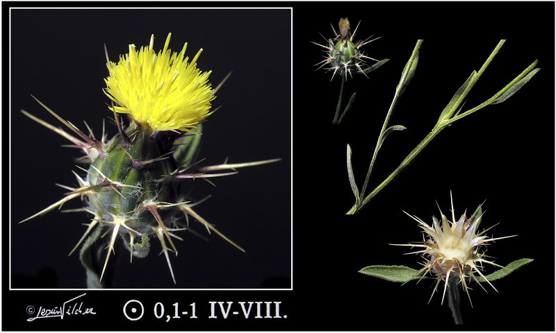 Centaurea melitensis