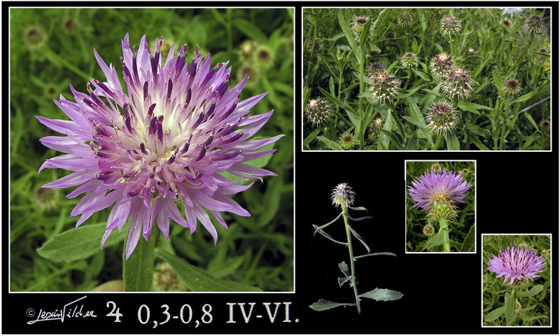 Centaurea seridis