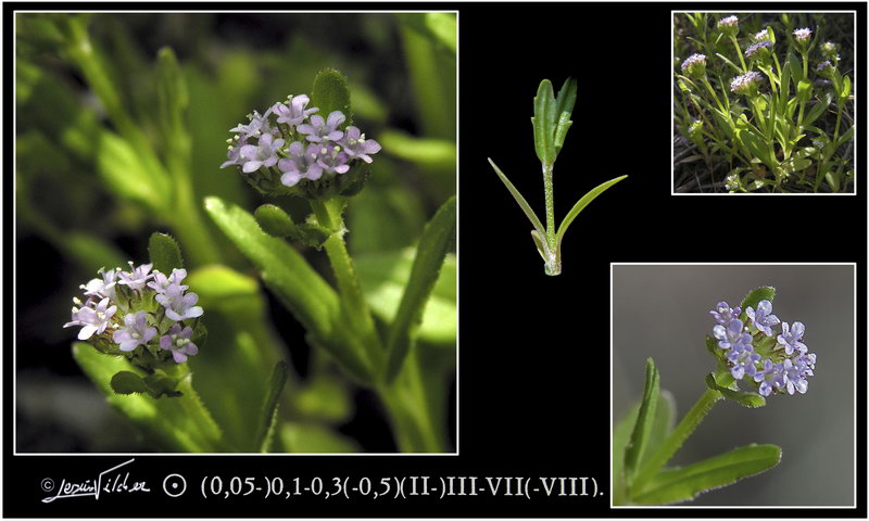 Centranthus calcitrapae