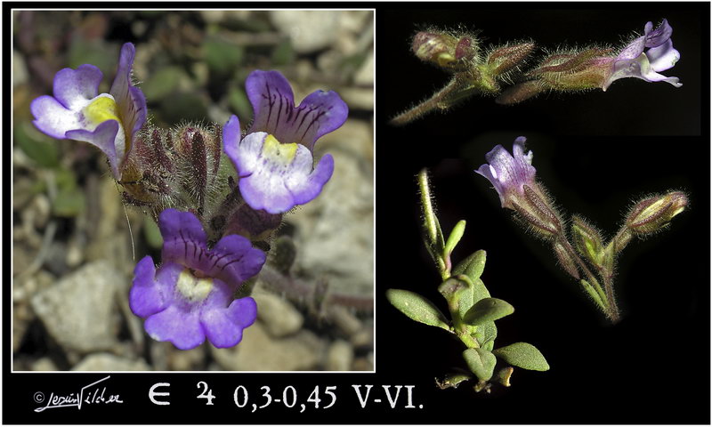 Chaenorhinum macropodum degenii