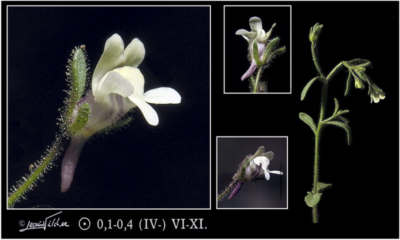 Chaenorhinum minus minus