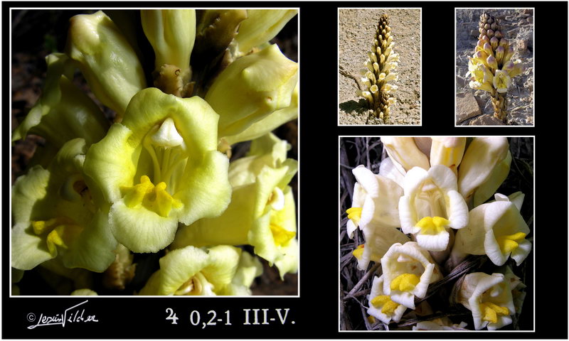 Cistanche phelypaea lutea