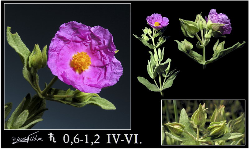 Cistus albidus