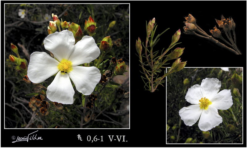 Cistus clusii clusii