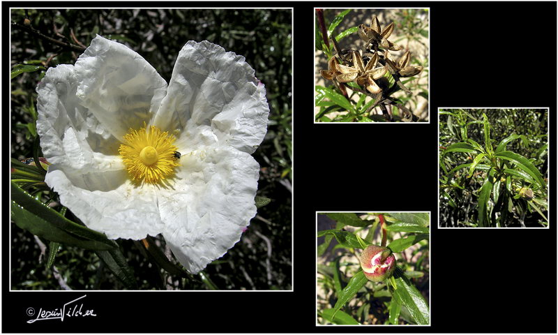 Cistus ladanifer ladanifer