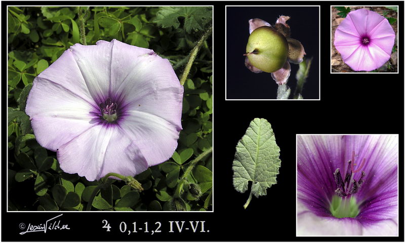 Convolvulus althaeoides