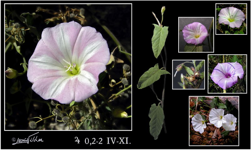 Convolvulus arvensis