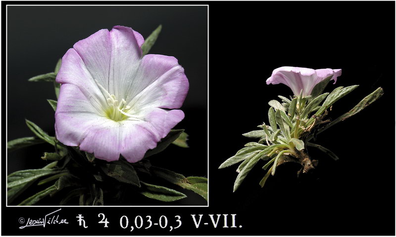 Convolvulus lineatus