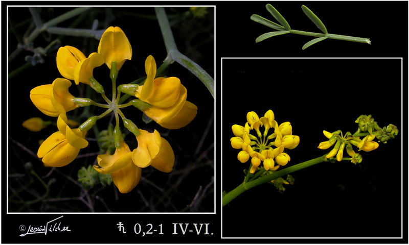 Coronilla juncea
